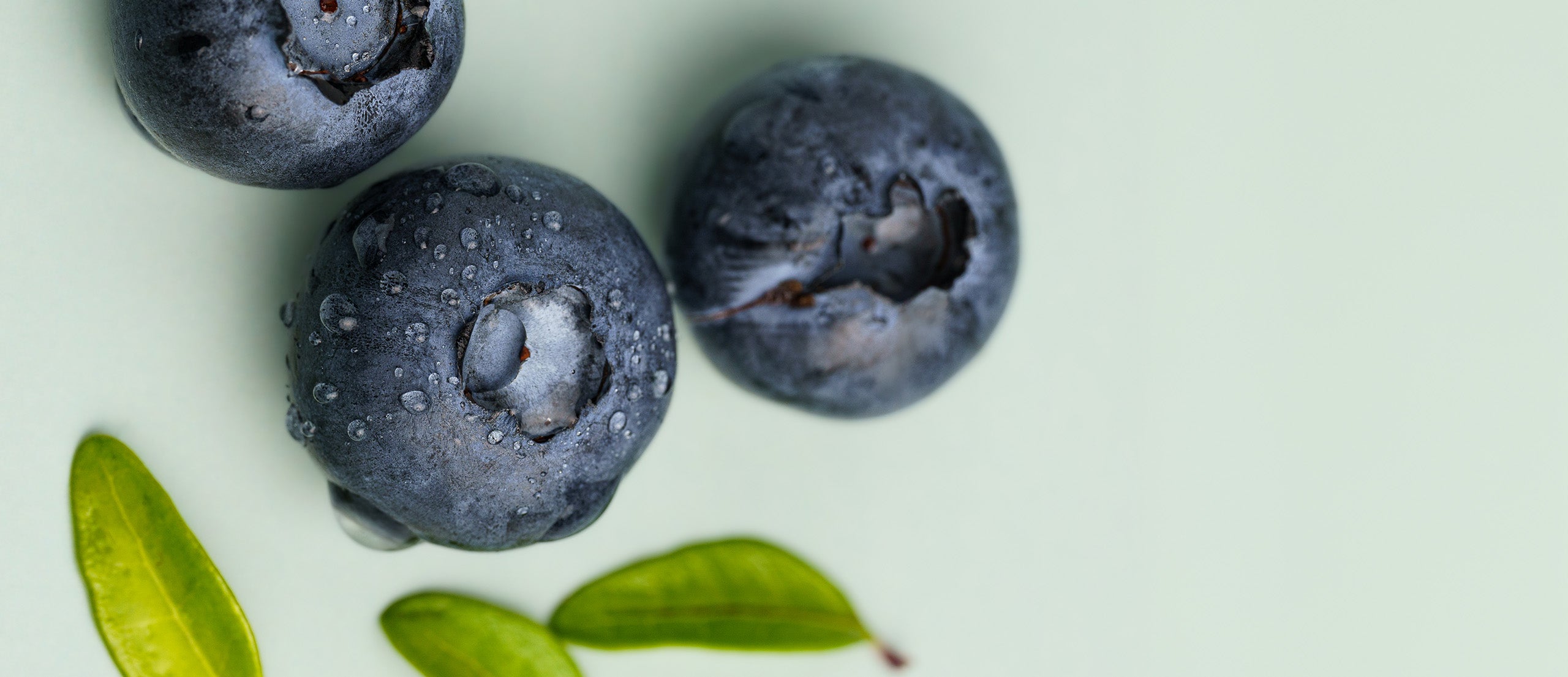 Blaubeeren, Macrofotografie